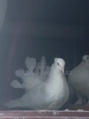 Lakkha Female Pigeon