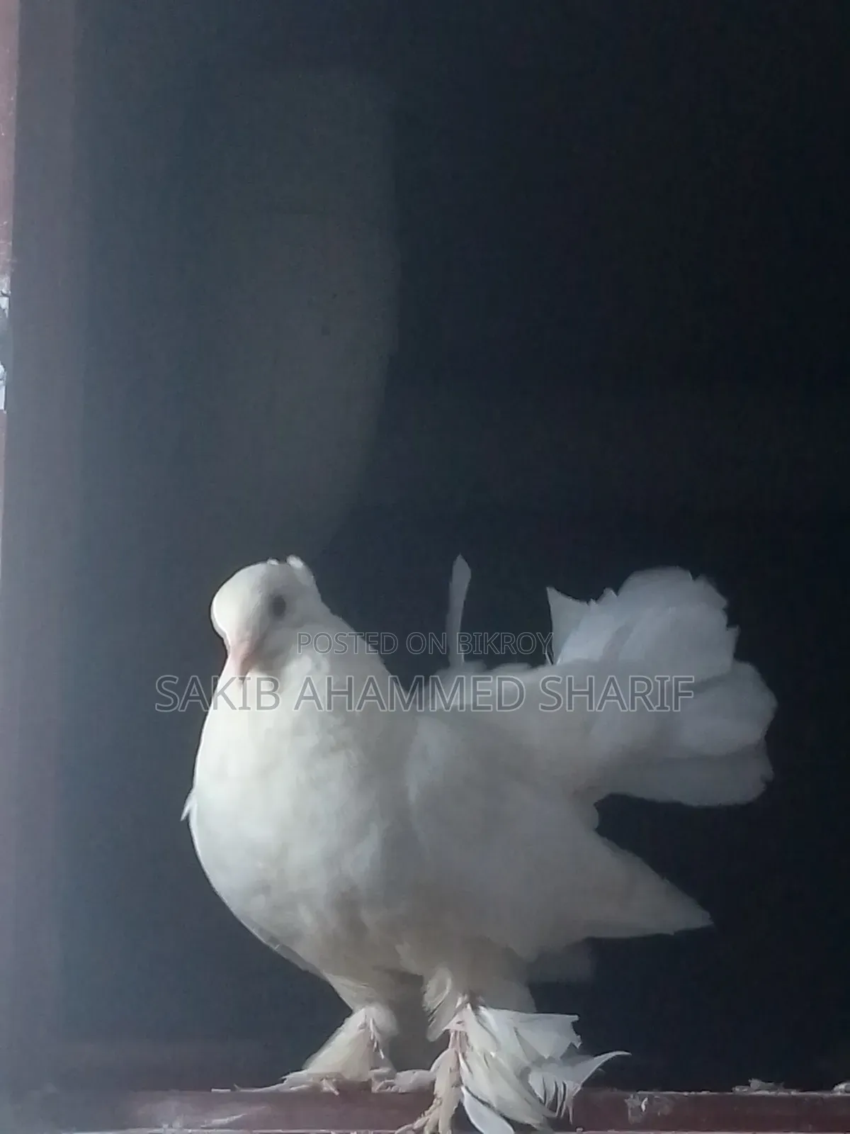 Lakkha Female Pigeon