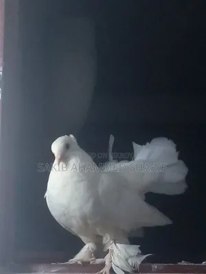 Lakkha Female Pigeon