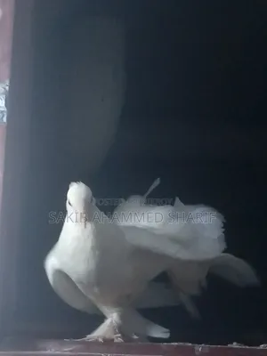Lakkha Female Pigeon