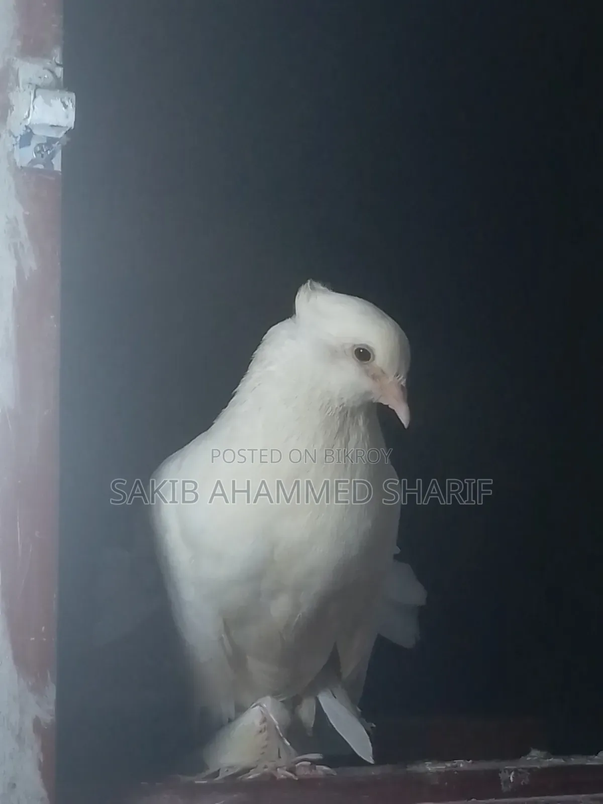 Lakkha Female Pigeon