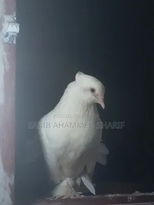 Lakkha Female Pigeon