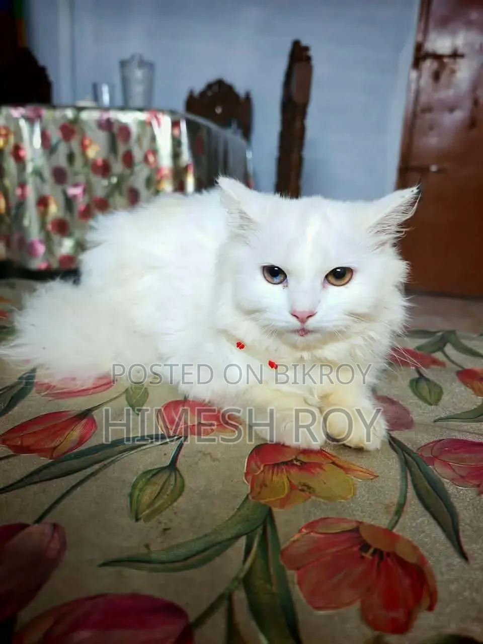 ৩-৬ মাস বয়সী স্ত্রী মিক্সড ব্রিড পার্সিয়ান