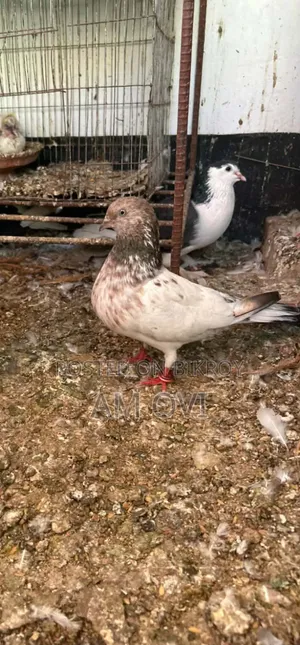 একটি রানিং পায়রি বিক্রি হবে