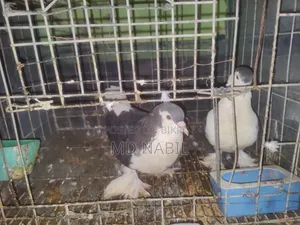কবুতর বিক্রি করা হবে