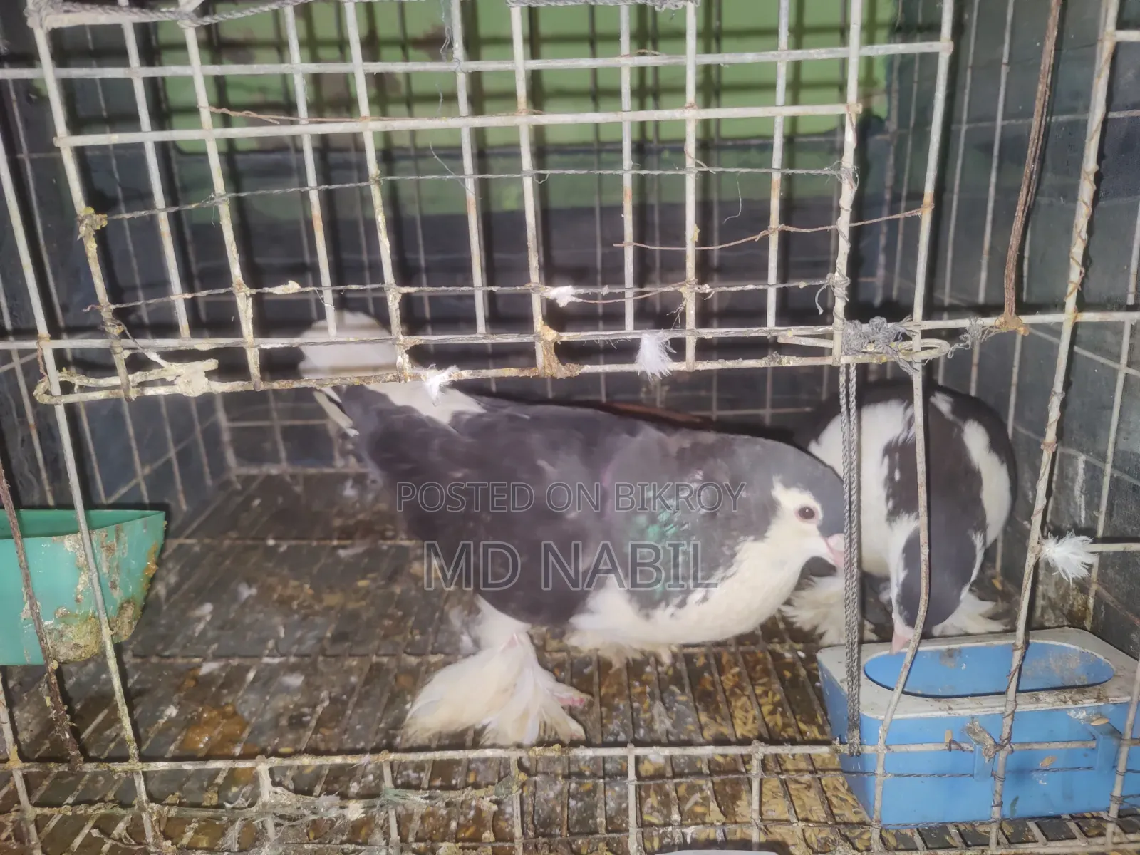 কবুতর বিক্রি করা হবে