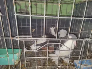 কবুতর বিক্রি করা হবে
