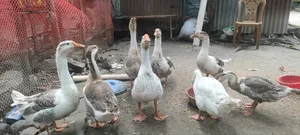 Geese for sale, large breed and large size geese