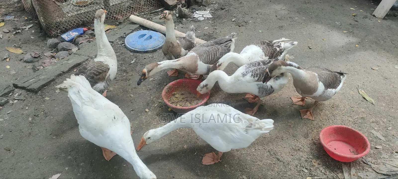 Geese for sale, large breed and large size geese