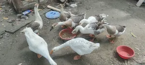 Geese for sale, large breed and large size geese