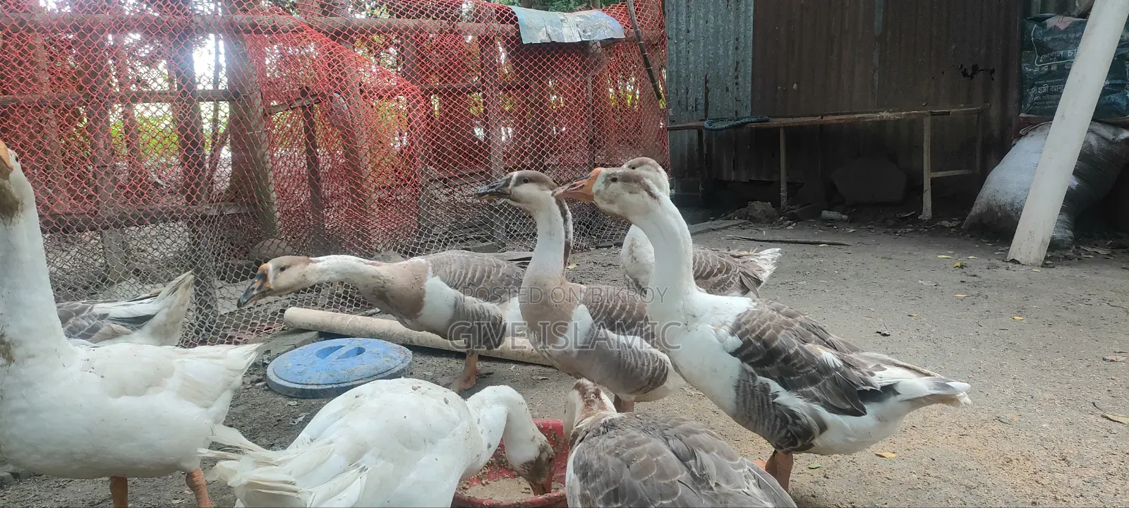 Geese for sale, large breed and large size geese
