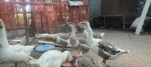 Geese for sale, large breed and large size geese