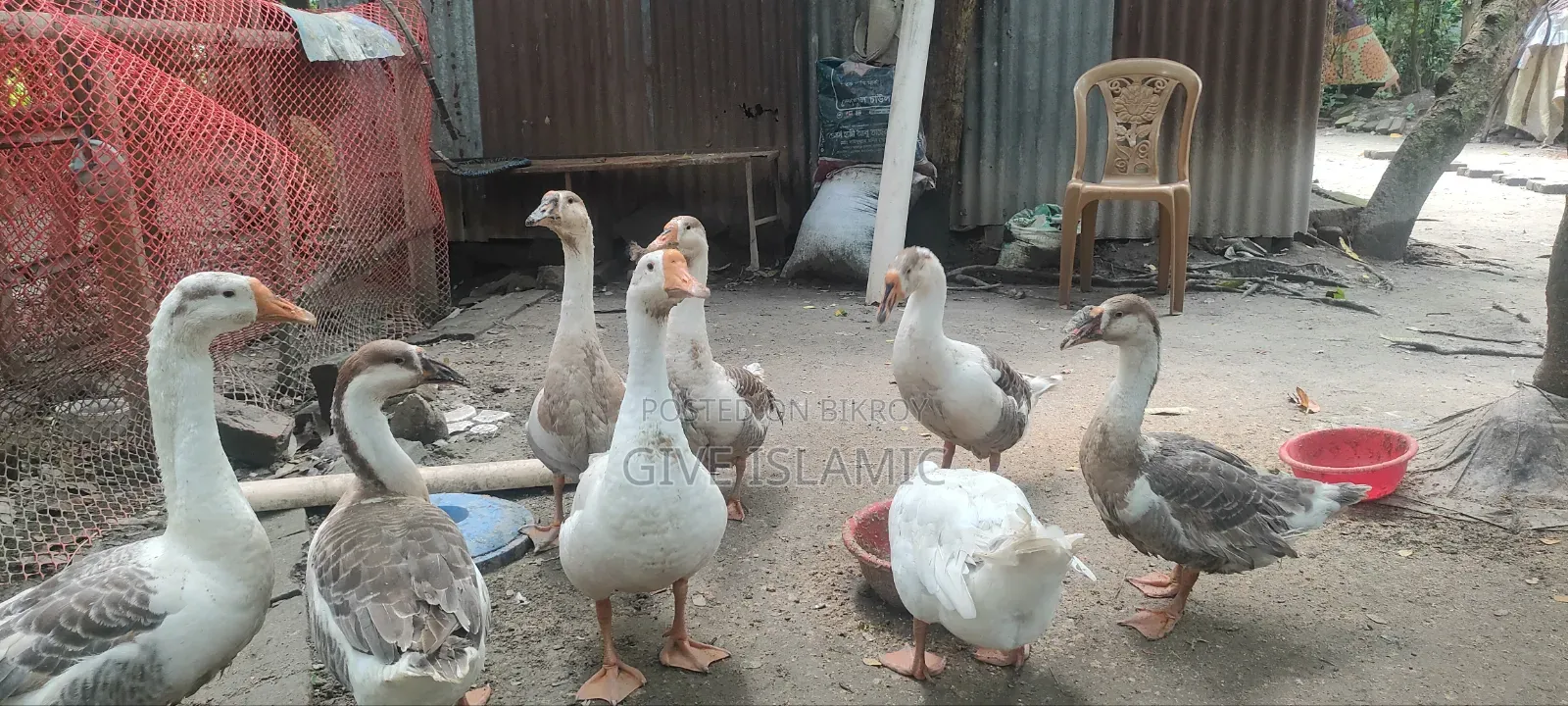 Geese for sale, large breed and large size geese