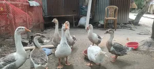 Geese for sale, large breed and large size geese