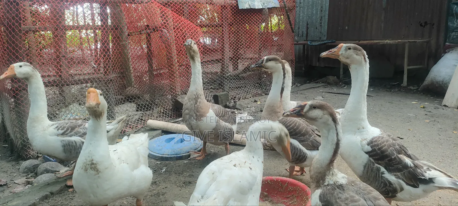 Geese for sale, large breed and large size geese