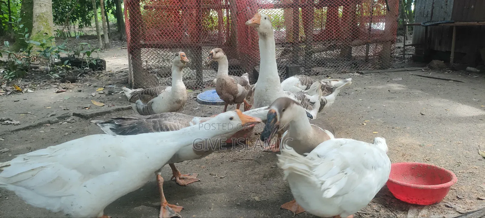 Geese for sale, large breed and large size geese