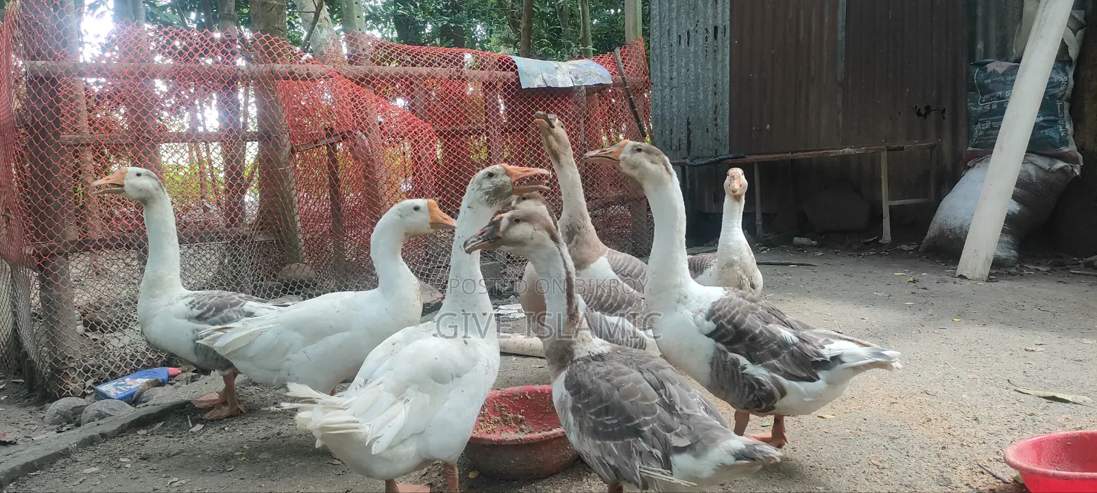 Geese for sale, large breed and large size geese