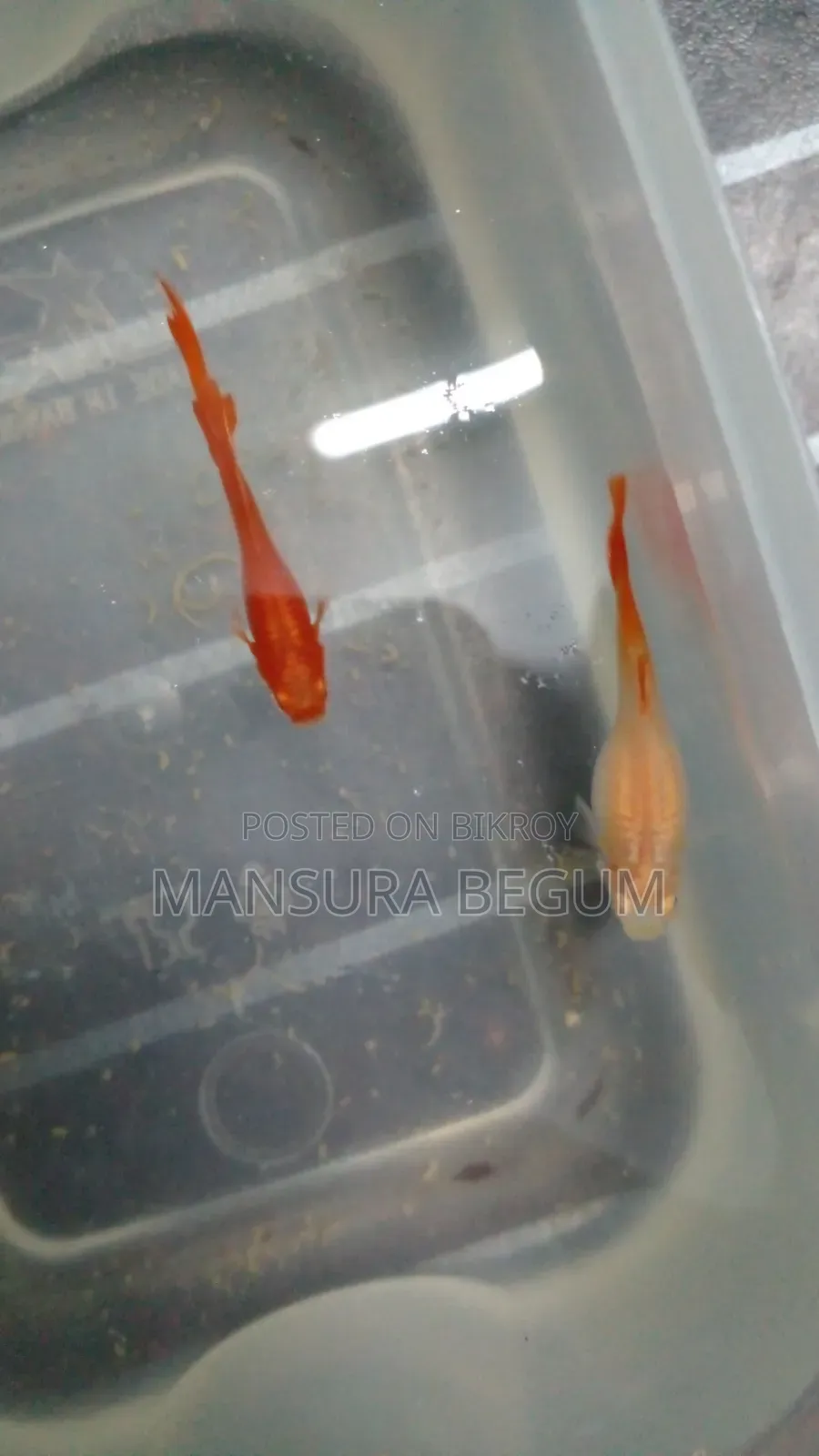 রেড কালার গাপ্পি