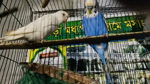 Budgerigar bird price