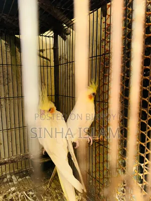 লুটিনো ককাটেল