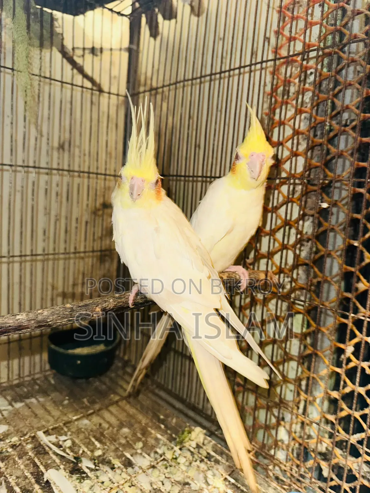 লুটিনো ককাটেল
