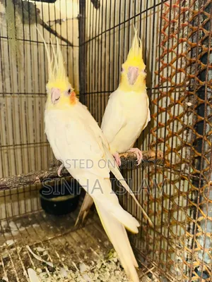 লুটিনো ককাটেল