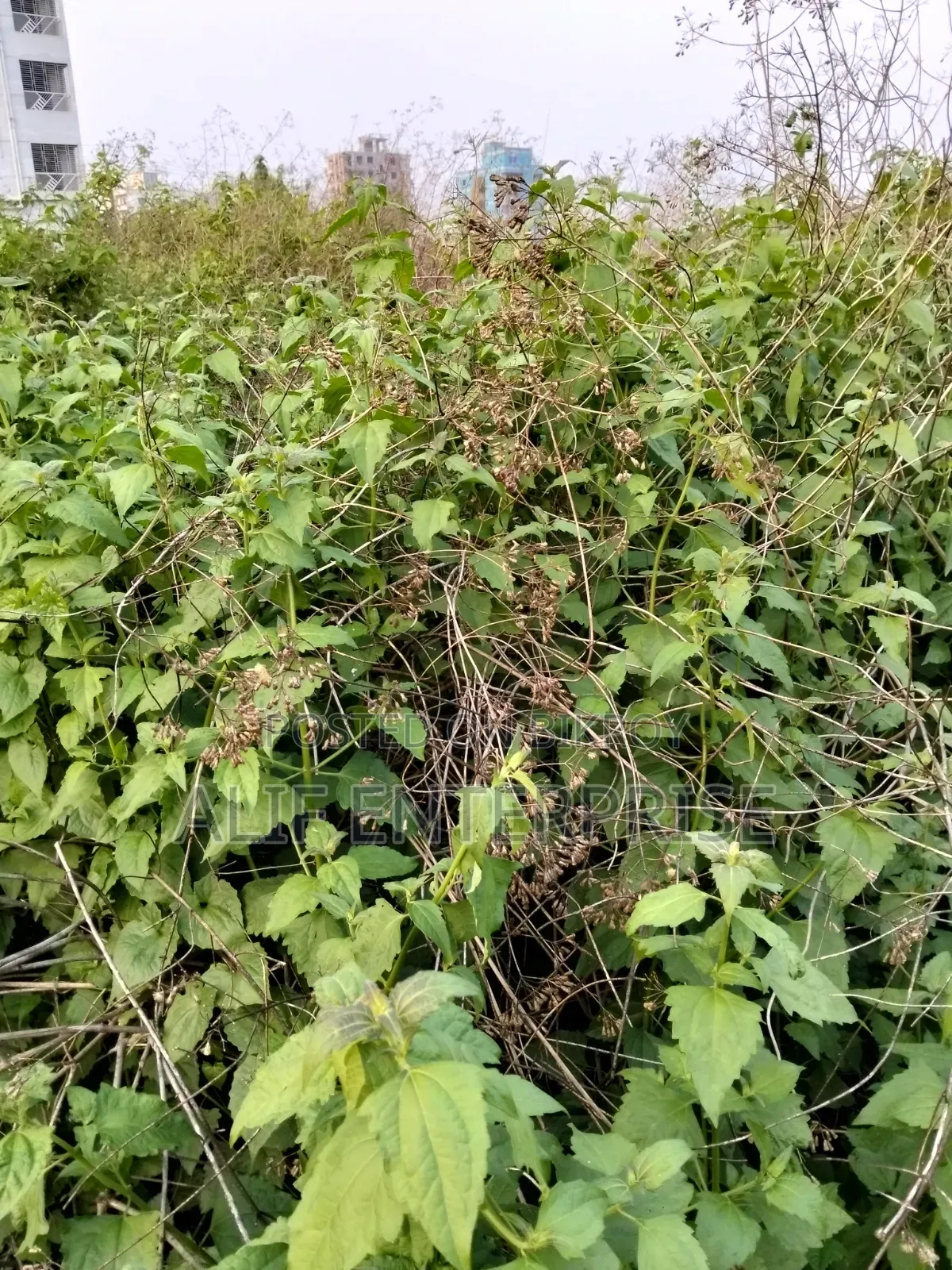Land Sale