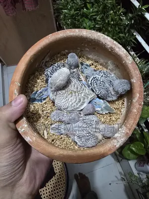 বাজিগর বেবি ৫ পিস (১ পিস ২৫০) নির্ধারিত