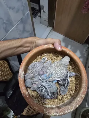 বাজিগর বেবি ৫ পিস (১ পিস ২৫০) নির্ধারিত