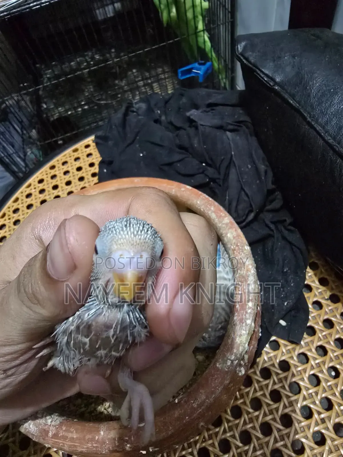 বাজিগর বেবি ৫ পিস (১ পিস ২৫০) নির্ধারিত