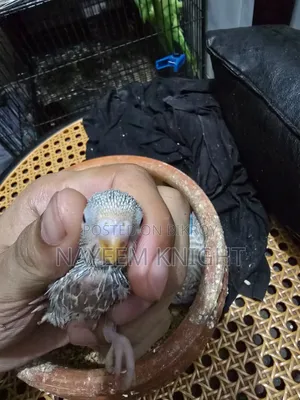 বাজিগর বেবি ৫ পিস (১ পিস ২৫০) নির্ধারিত