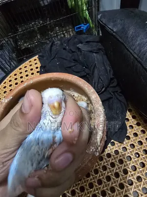 বাজিগর বেবি ৫ পিস (১ পিস ২৫০) নির্ধারিত