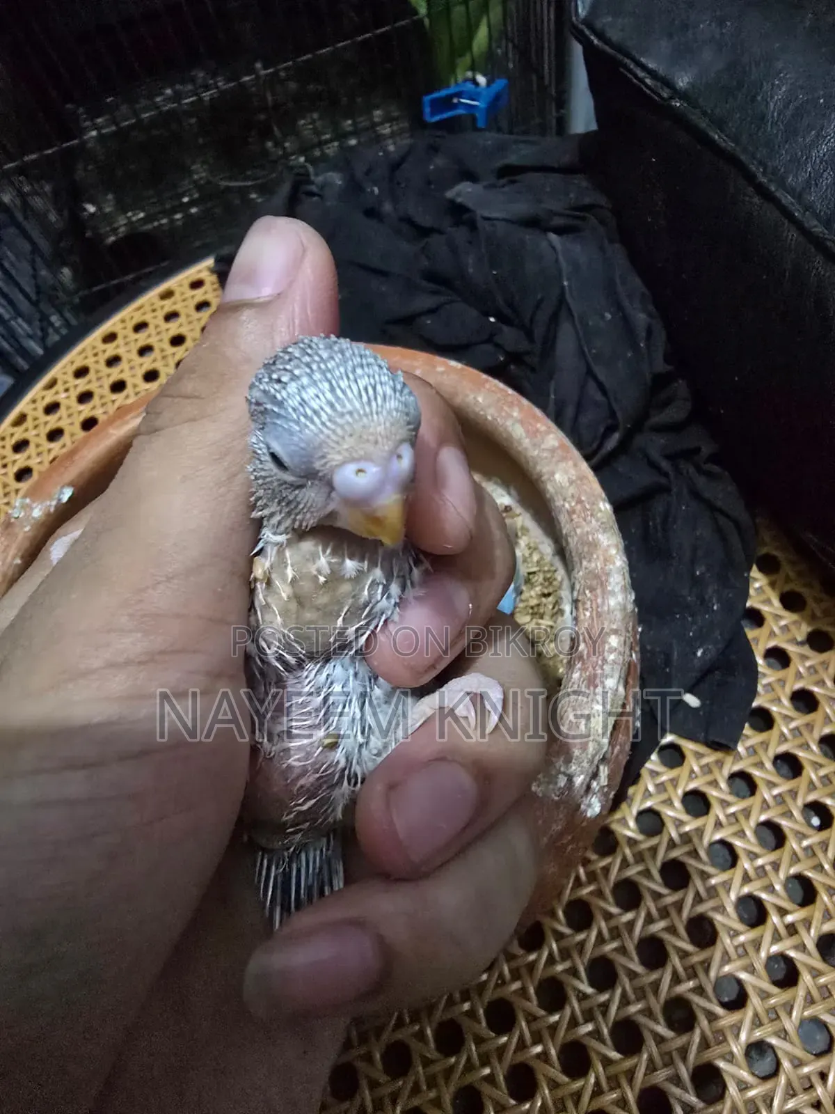 বাজিগর বেবি ৫ পিস (১ পিস ২৫০) নির্ধারিত