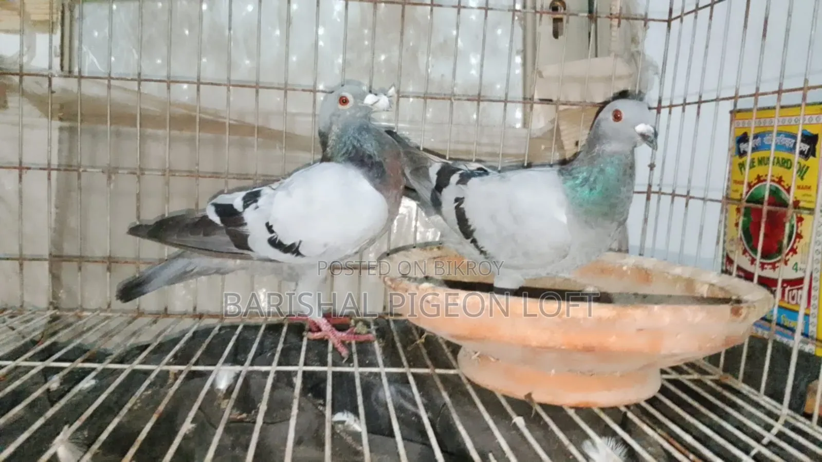 রানিং কবুতর