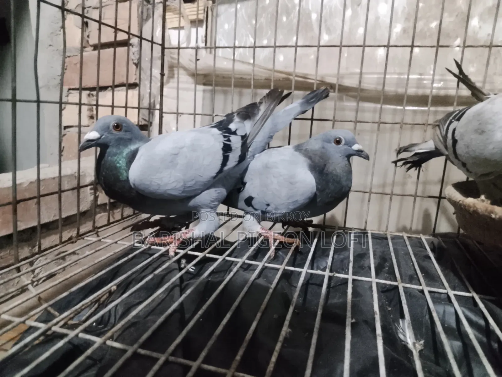 রানিং কবুতর