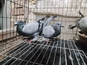 রানিং কবুতর
