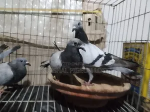 রানিং কবুতর