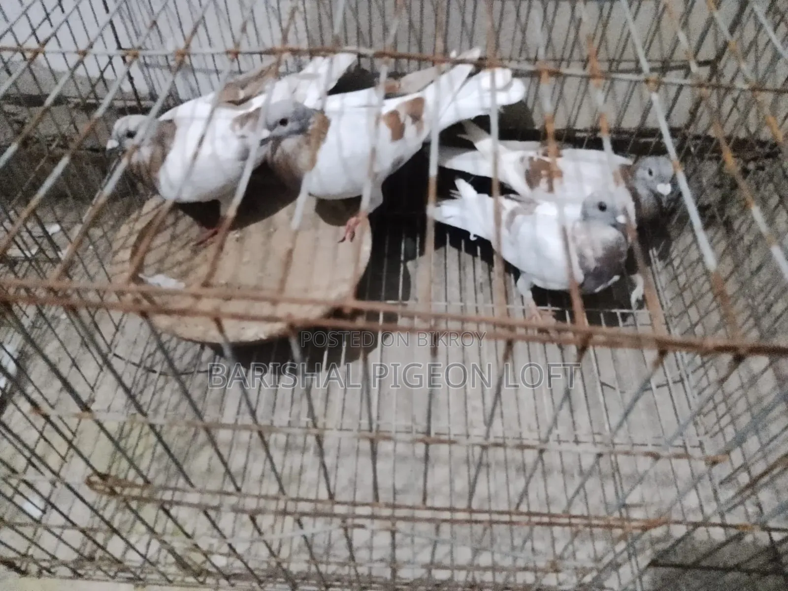 রানিং কবুতর