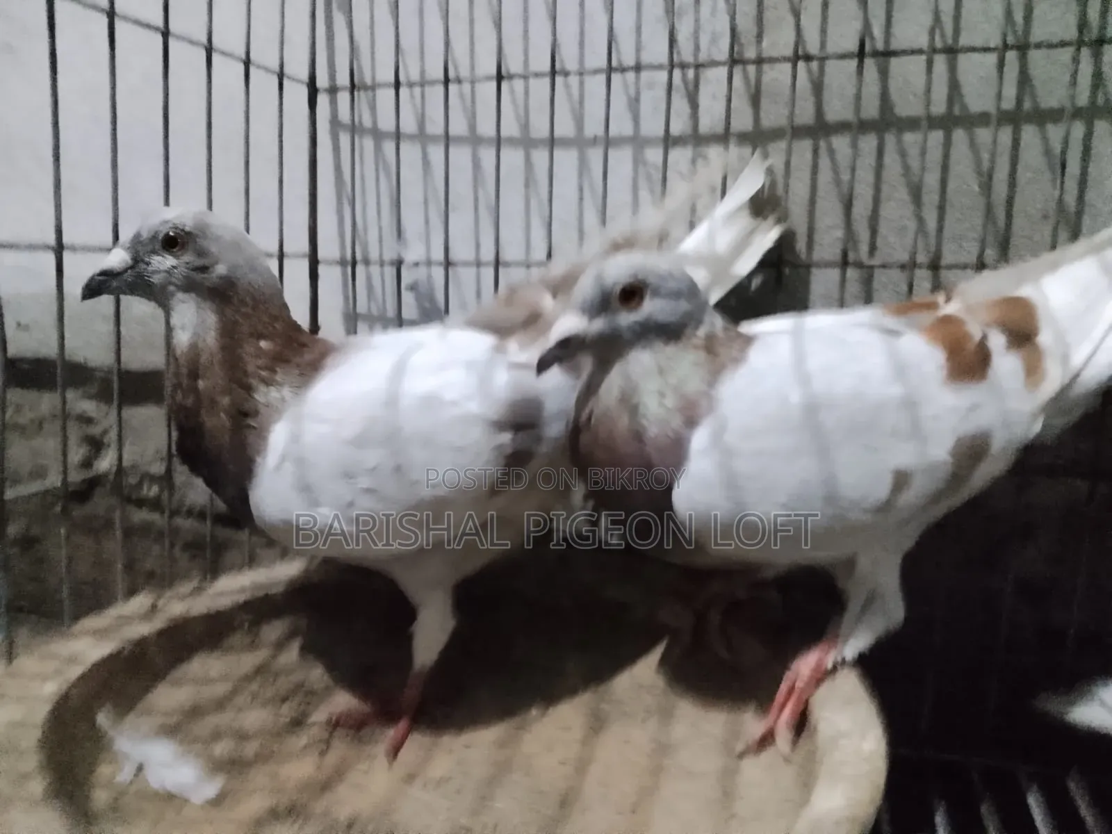 রানিং কবুতর