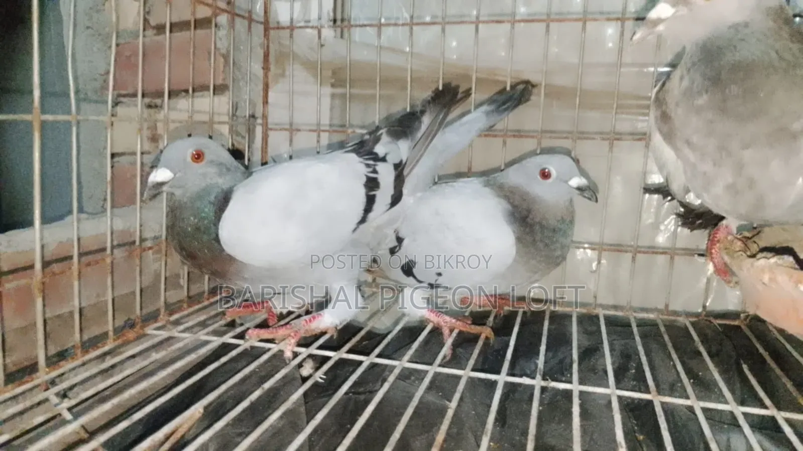 রানিং কবুতর