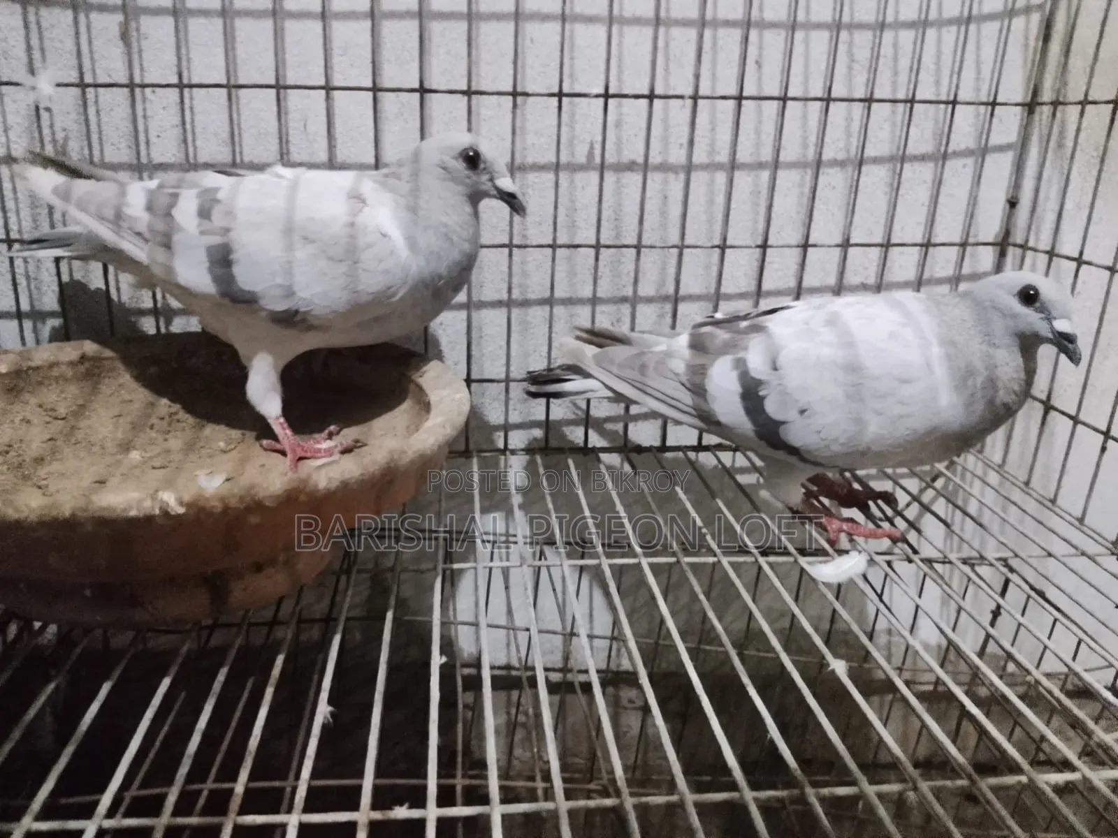 রানিং কবুতর