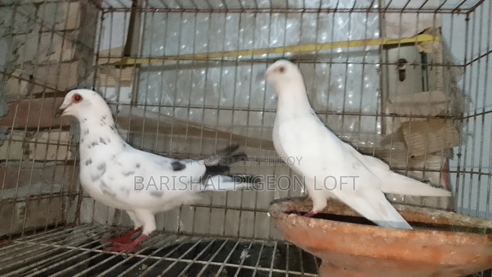 রানিং কবুতর