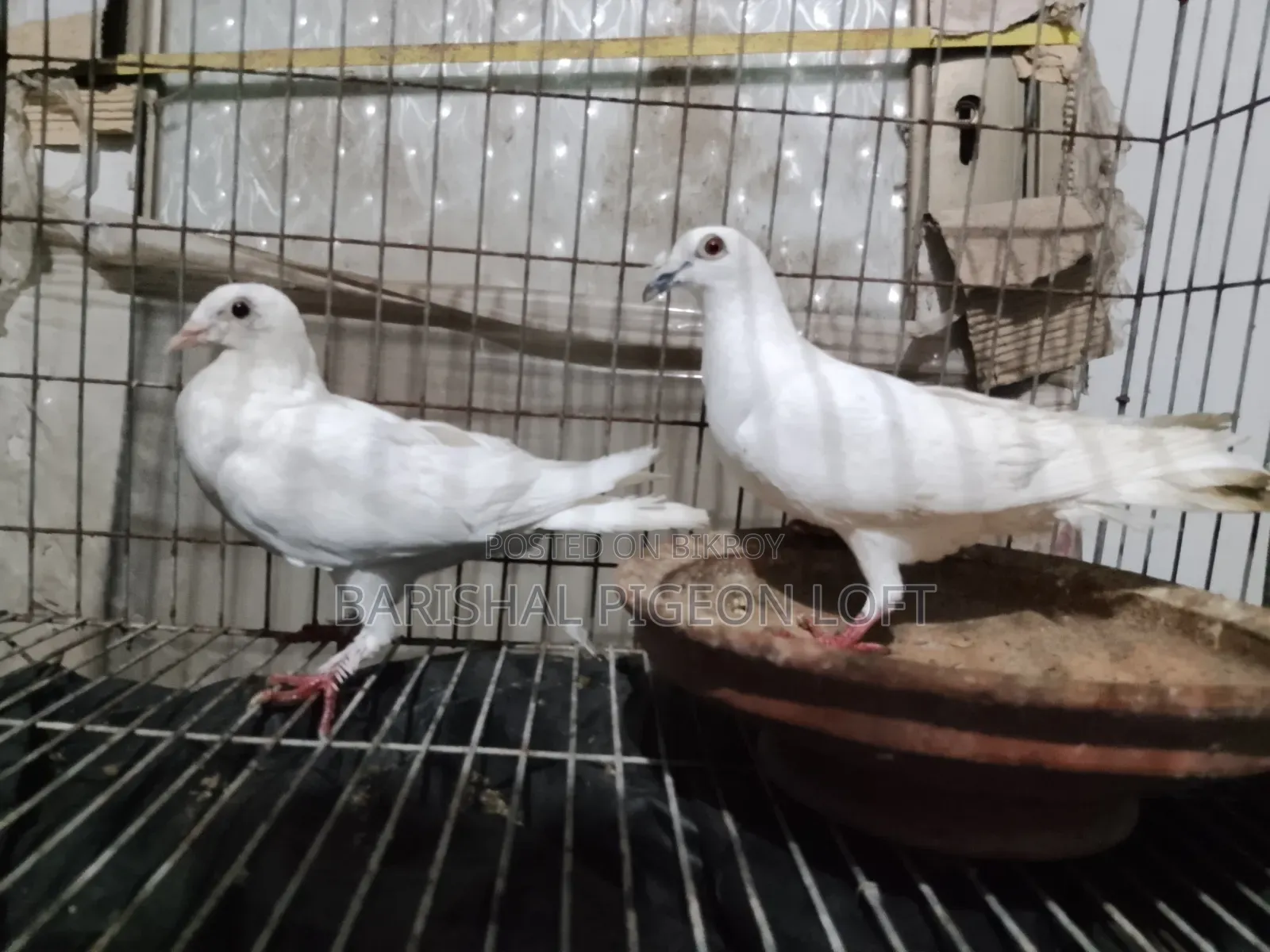 রানিং কবুতর