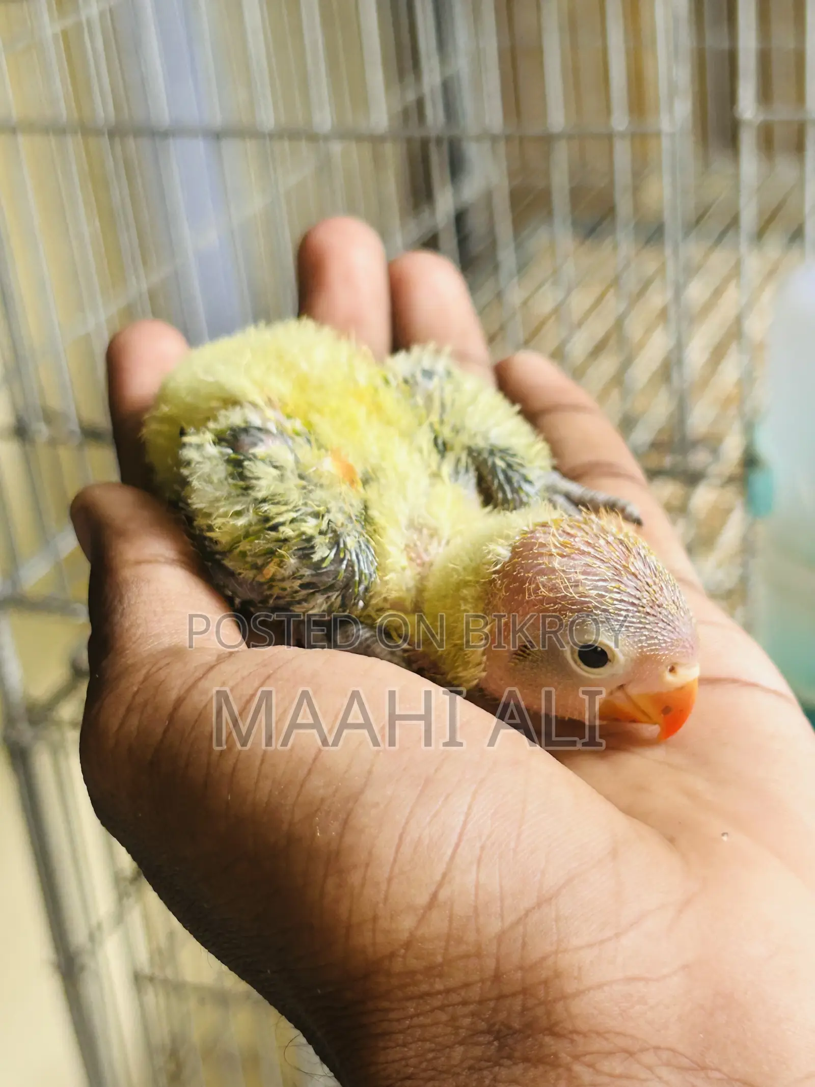 Green Ewing Opaline Baby