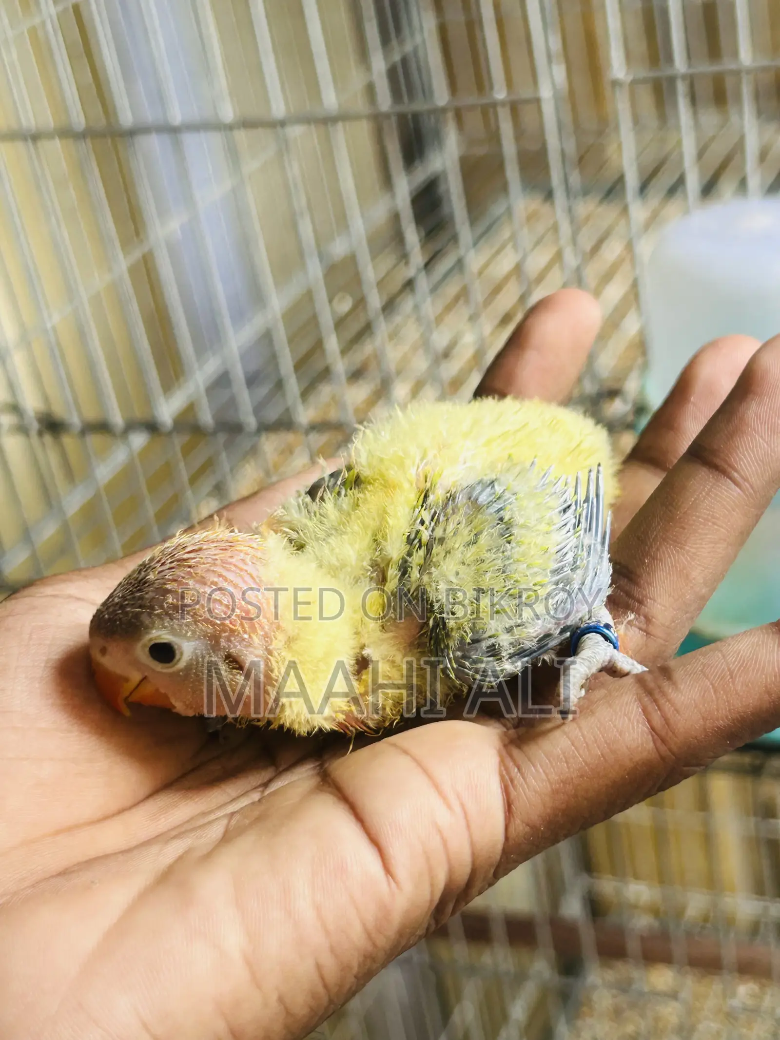 Green Ewing Opaline Baby
