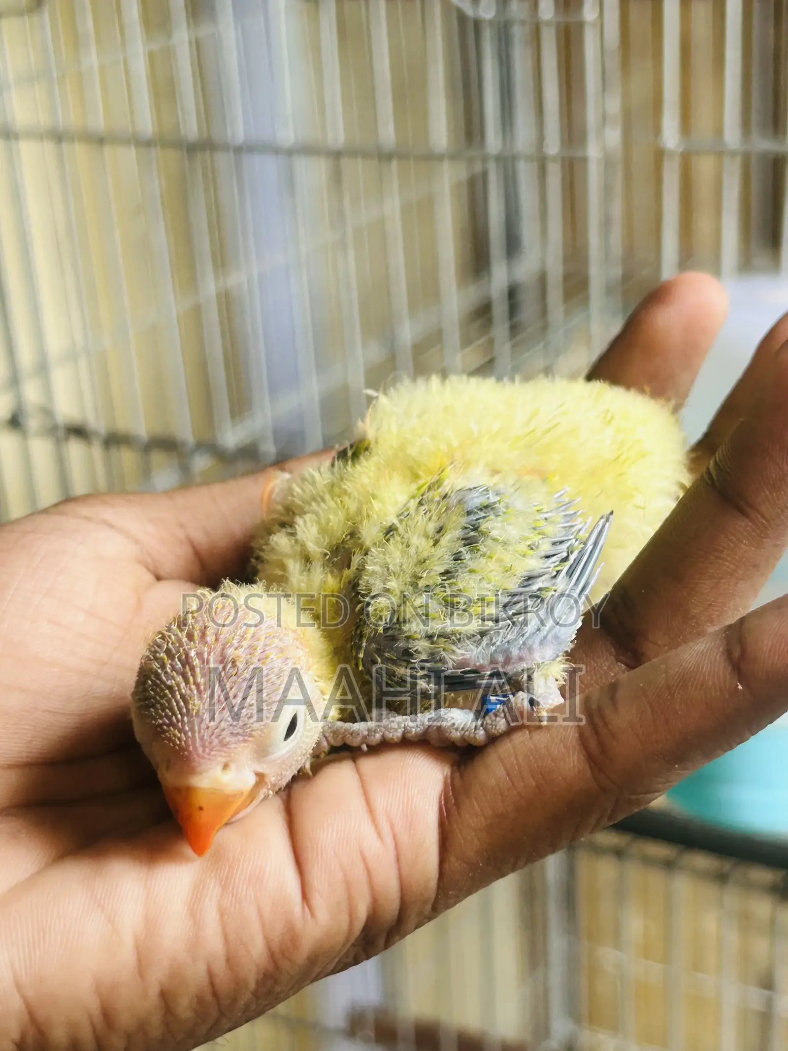 Green Ewing Opaline Baby