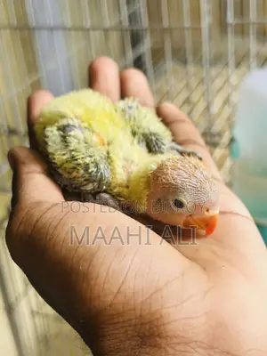 Green Ewing Opaline Baby