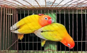 Yellow and Pastel Green Fischer Lovebird Birds