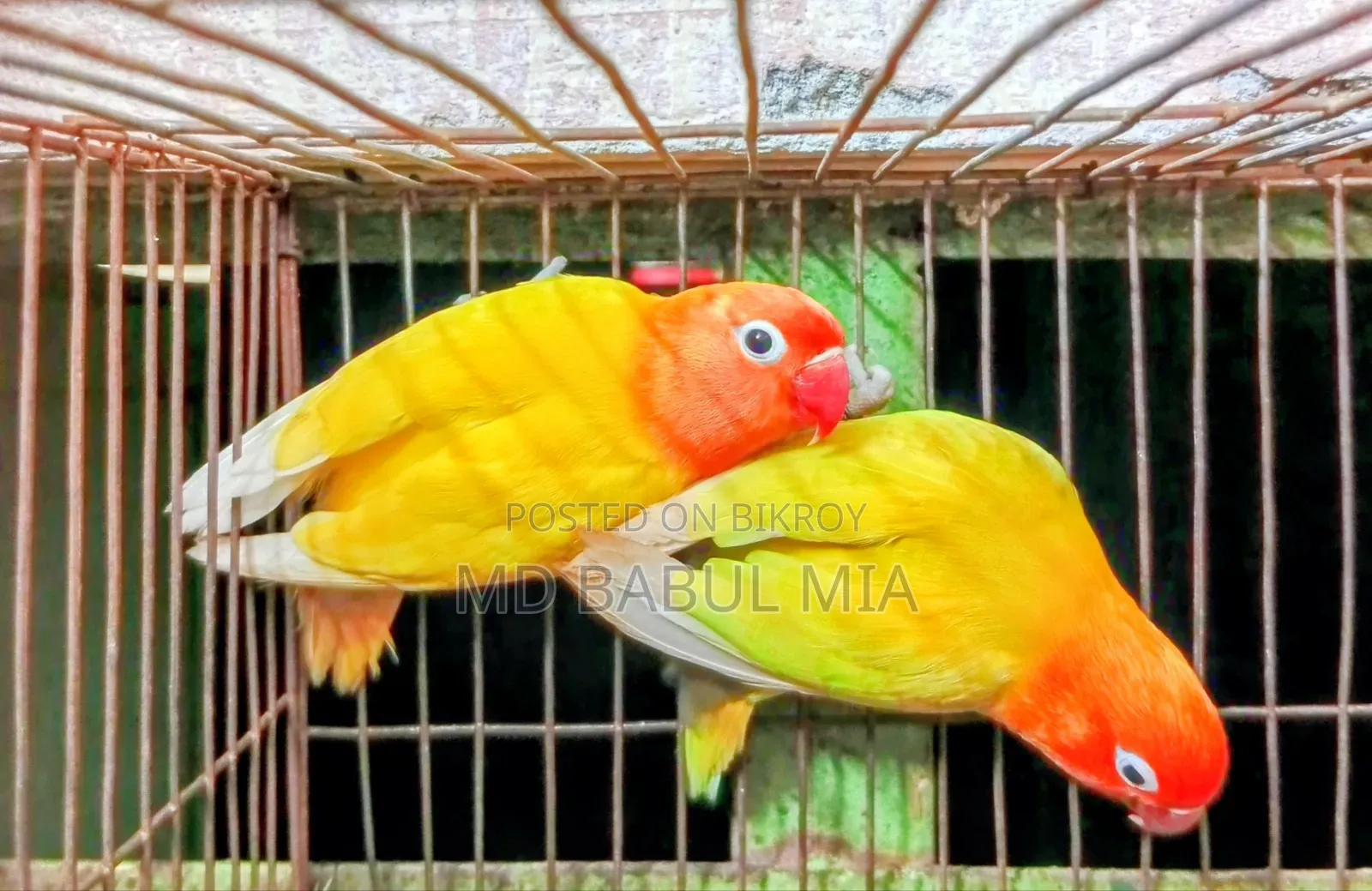 ইয়োলো এবং প্যাস্টেল গ্রিন ফিসার লাভ বার্ড পাখি