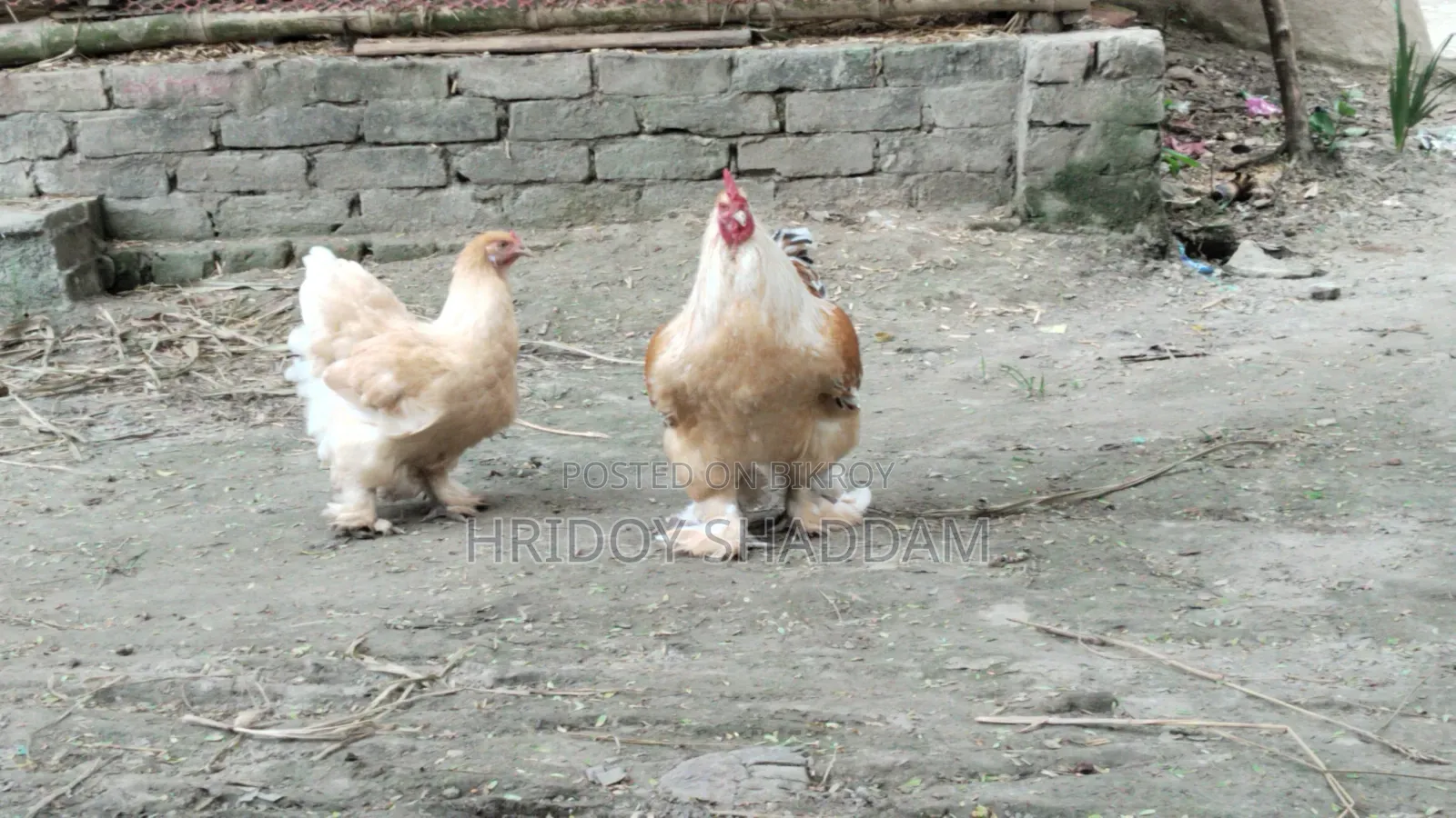 ব্রাহমা মুরগি